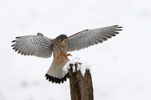 Kestrel (Falco tinnunculus) in the snow, Bitburg, Rhineland-Palatinate, Germany
