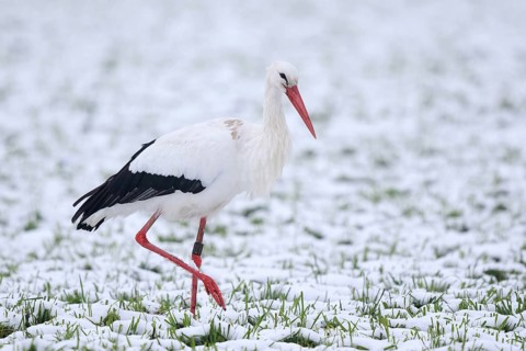 White Stork (Ciconia ciconia) foraging in snow, North Rhine-Westphalia, Germany