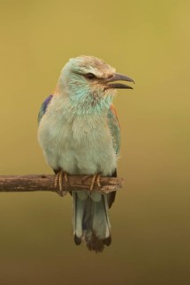 European Roller (Coracias garrulus) female perched on a branch, Serbia