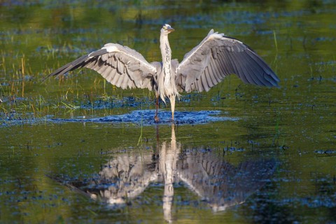 Grey Heron (Ardea cinerea) foraging, North Rhine-Westphalia, Germany