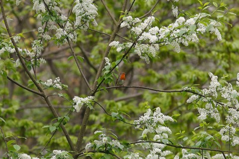 Robin (Erithacus rubecula) sitting on a branch of a common European Bird Cherry (Prunus padus),