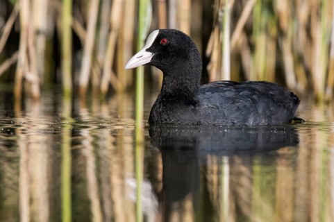 Eurasian Coot (Fulica atra), Mecklenburg-Western Pomerania, Germany