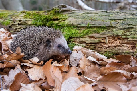 Hedgehog (Erinaceidae) on the forest floor looking for winter quarters, Cloppenburg, Lower Saxony,