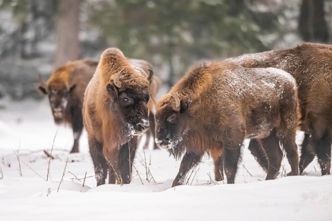 European bison (Bison bonasus) or Wisent standing on a meadow next to the forest in winter, snow,