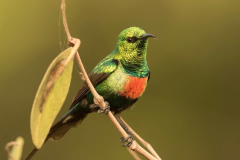 Beautiful Sunbird (Cinnyris pulchellus) male, Gambia