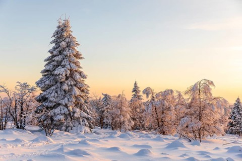 Winter landscape with snow-covered trees and branches covered with hoarfrost on the