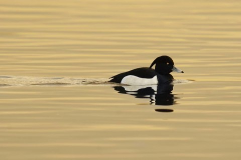 Tufted Duck (Aythya fuligula) male, Netherlands