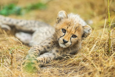 Cheetah (Acinonyx jubatus) youngster lying on a meadow, captive, occurrence Africa