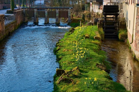 A river with a mill wheel and daffodils on a green hill, Mümling, Erbach, Odenwald, South Hesse,
