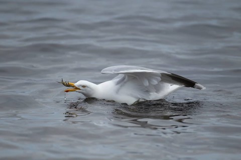 Herring gull (Larus argentatus) adult seagull bird feeding on a crab in the sea, Scotland, United