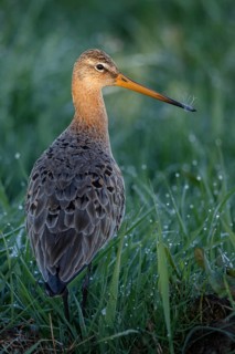 Black-tailed Godwit (Limosa limosa), Netherlands