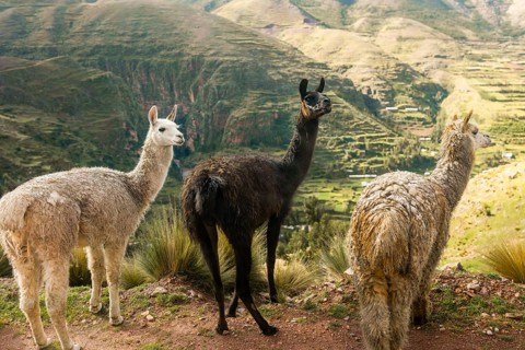 Three llamas stand serenely against a breathtaking backdrop of verdant hills and terraced fields in