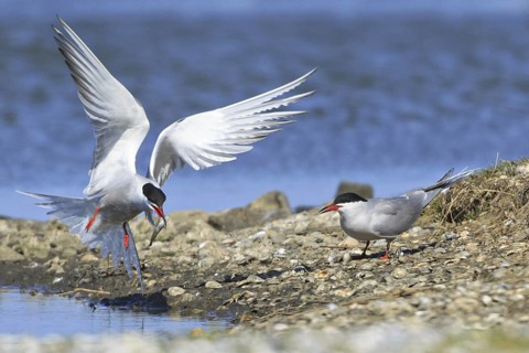 Common Tern (Sterna hirundo) flying, Texel, Netherlands