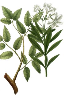 Botany, plants, a. nepluriticum, bois nephretique, semolina wood, b. nerium flore albo, laurie