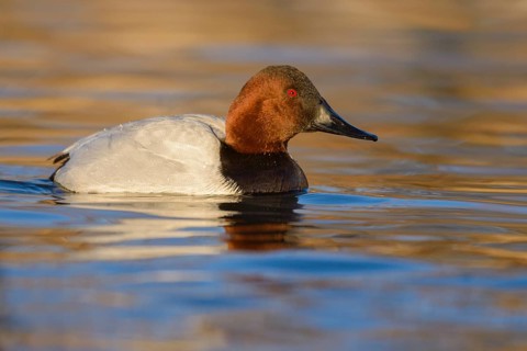 Canvasback (Aythya valisineria) male, Arizona, USA