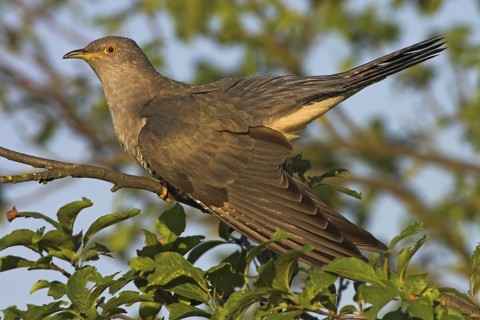 Common Cuckoo (Cuculus canorus) male, Rhineland-Palatinate, Germany