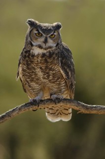 Great Horned Owl (Bubo virginianus), Arizona, USA