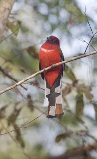 Red-headed Trogon (Harpactes erythrocephalus) male, Petchabun, Thailand