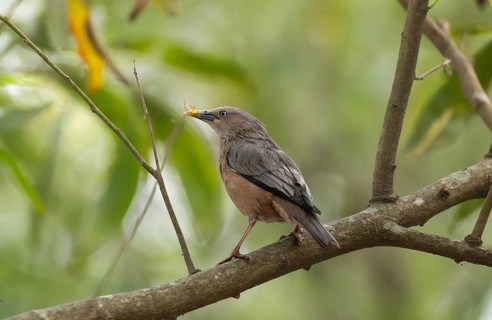 A chestnut-tailed starling (Sturnia malabarica) on tree branch, Sreepur, Gazipur, Bangladesh