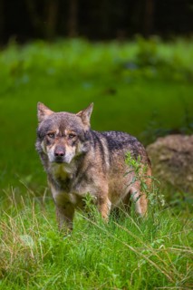An adult male eurasian gray wolf (Canis lupus lupus) stands at the edge of the forest and watches