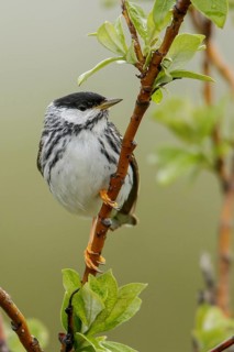 Blackpoll Warbler (Dendroica striata) perched on a branch in Nome, Alaska