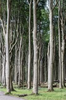 Beech forest (Fagus sylvatica), Ghost Forest Nienhagen, Mecklenburg-Western Pomerania, Germany