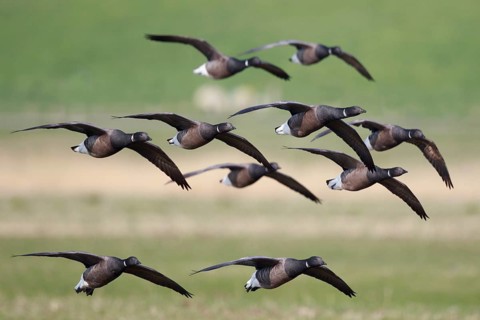 Brant Goose (Branta bernicla) group flying, Netherlands