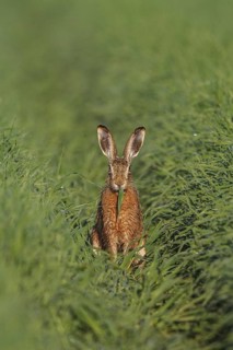 European Hare (Lepus europaeus) adult foraging, North Rhine-Westphalia, Germany