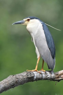 Black-crowned Night Heron (Nycticorax nycticorax), Hungary