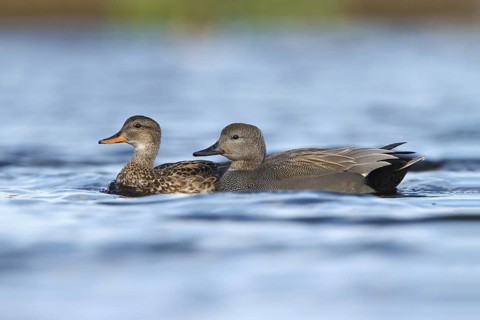 Gadwall (Mareca strepera), Utrecht, Netherlands