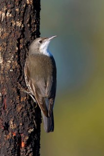 White-throated Treecreeper (Cormobates leucophaea) male, Victoria, Australia