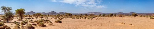 Vast desert landscape with scattered bushes under a clear sky, The landscape of the Sahara in
