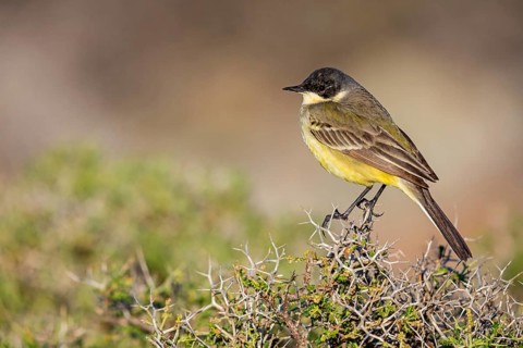 Black-headed Yellow Wagtail, Black-headed Wagtail, Motacilla flava feldegg, Motacilla feldegg,