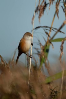 Bearded tit or reedling (Panurus biarmicus) adult female bird on a reed stem in a reedbed, England,