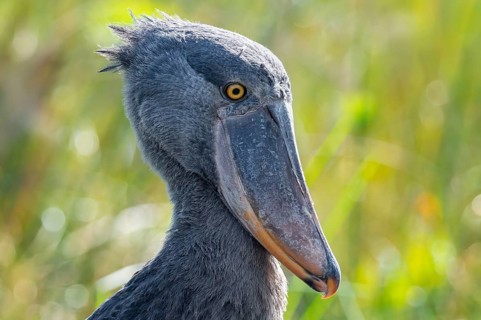 Shoebill (Balaeniceps rex), juvenile, animal portrait, swamps of Mabamba, Lake Victoria, Uganda
