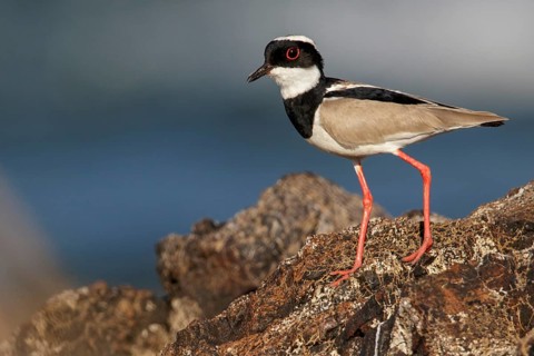 Pied Plover (Hoploxypterus cayanus) perched on a rock in the Amazon of Brazil