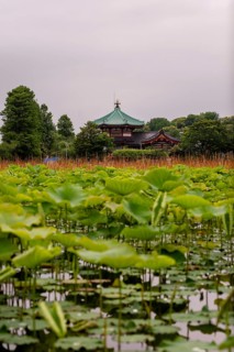 A scenic view of a traditional Japanese temple in Ueno Onshi Park, Tokyo, Japan, framed by lush