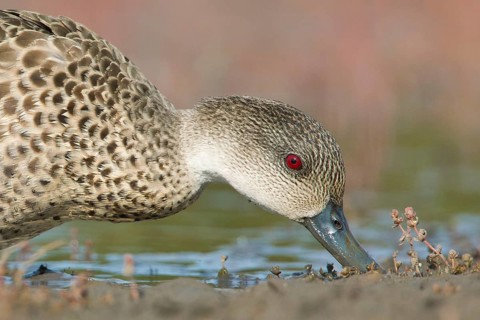Grey Teal (Anas gracilis) feeding, Victoria, Australia