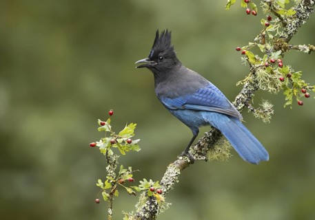 Steller's Jay (Cyanocitta stelleri) singing, British Columbia, Canada