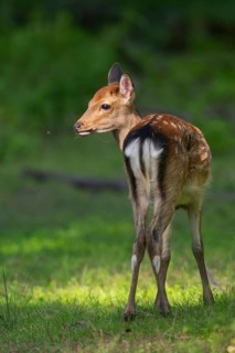 Sika deer (Cervus nippon) youngster on a meadow, Bavaria, Germany
