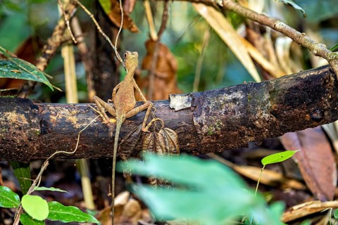 A lizard sits on a branch in the dense, green forest, surrounded by leaves and vegetation, an