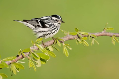 Black-and-white Warbler (Mniotilta varia) perched on a branch, Texas, USA