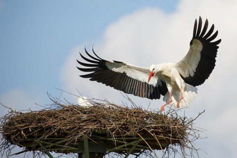 White Stork (Ciconia ciconia) landing on nest, North Rhine-Westphalia, Germany