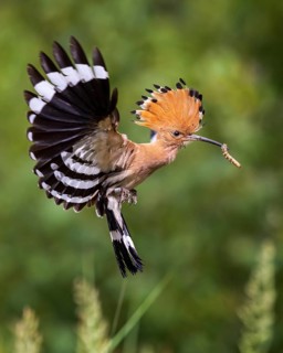 Eurasian Hoopoe (Upupa epops) flying with food in its beak, Saxony, Germany