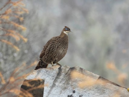 Himalayan Monal (Lophophorus impejanus) female, Bhutan