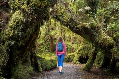 Female hiker on hiking trail through wooded landscape with mossy trees. Minnehaha Walk, Fox Glacier