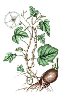 Ipomoea purga, syn. Exogonium purga, Convolvulus purga, also known as Mexican purging bindweed due