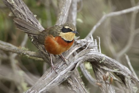 Olive-crowned Crescent-chest (Melanopareia maximiliani) perched on a branch in Bolivia, South