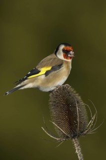 European Goldfinch (Carduelis carduelis), Wales, United Kingdom