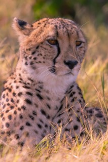 Africa, Botswana, cheetah, Acinonyx jubatus, Botswana, Botswana